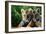 Two Siberian Tiger Cubs-W^ Perry Conway-Framed Photographic Print