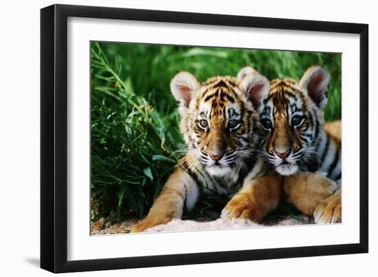 Two Siberian Tiger Cubs-W^ Perry Conway-Framed Photographic Print