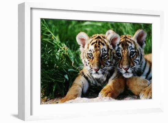 Two Siberian Tiger Cubs-W^ Perry Conway-Framed Photographic Print