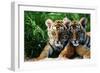 Two Siberian Tiger Cubs-W^ Perry Conway-Framed Photographic Print