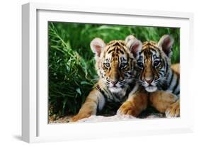 Two Siberian Tiger Cubs-W^ Perry Conway-Framed Photographic Print