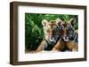 Two Siberian Tiger Cubs-W^ Perry Conway-Framed Photographic Print