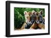 Two Siberian Tiger Cubs-W^ Perry Conway-Framed Photographic Print