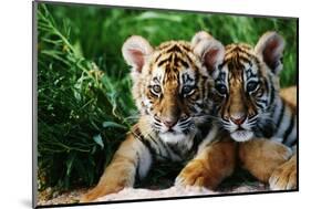 Two Siberian Tiger Cubs-W^ Perry Conway-Mounted Photographic Print