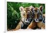 Two Siberian Tiger Cubs-W^ Perry Conway-Framed Photographic Print