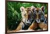 Two Siberian Tiger Cubs-W^ Perry Conway-Framed Photographic Print