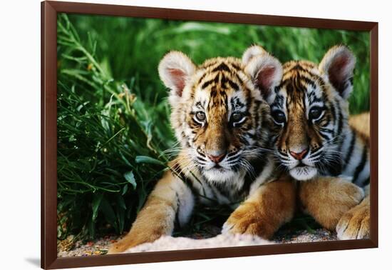 Two Siberian Tiger Cubs-W^ Perry Conway-Framed Photographic Print