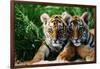 Two Siberian Tiger Cubs-W^ Perry Conway-Framed Photographic Print