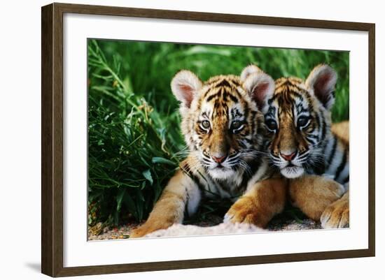 Two Siberian Tiger Cubs-W^ Perry Conway-Framed Photographic Print