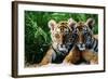 Two Siberian Tiger Cubs-W^ Perry Conway-Framed Photographic Print