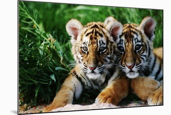 Two Siberian Tiger Cubs-W^ Perry Conway-Mounted Photographic Print