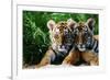 Two Siberian Tiger Cubs-W^ Perry Conway-Framed Photographic Print