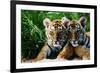 Two Siberian Tiger Cubs-W^ Perry Conway-Framed Photographic Print