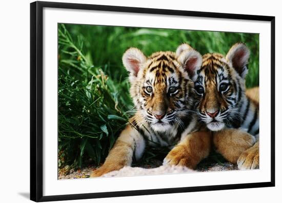 Two Siberian Tiger Cubs-W^ Perry Conway-Framed Photographic Print