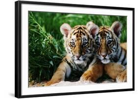 Two Siberian Tiger Cubs-W^ Perry Conway-Framed Photographic Print