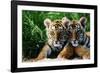 Two Siberian Tiger Cubs-W^ Perry Conway-Framed Photographic Print