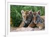 Two Siberian Tiger Cubs-W^ Perry Conway-Framed Photographic Print