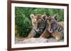 Two Siberian Tiger Cubs-W^ Perry Conway-Framed Photographic Print