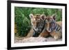 Two Siberian Tiger Cubs-W^ Perry Conway-Framed Photographic Print