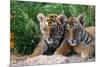 Two Siberian Tiger Cubs-W^ Perry Conway-Mounted Photographic Print