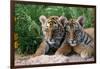 Two Siberian Tiger Cubs-W^ Perry Conway-Framed Photographic Print