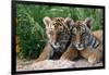 Two Siberian Tiger Cubs-W^ Perry Conway-Framed Photographic Print