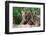 Two Siberian Tiger Cubs-W^ Perry Conway-Framed Photographic Print