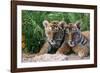 Two Siberian Tiger Cubs-W^ Perry Conway-Framed Photographic Print