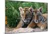 Two Siberian Tiger Cubs-W^ Perry Conway-Mounted Photographic Print