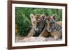 Two Siberian Tiger Cubs-W^ Perry Conway-Framed Photographic Print