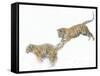 Two Siberian Tigers Leaping in Snow-Edwin Giesbers-Framed Stretched Canvas