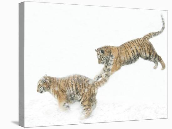 Two Siberian Tigers Leaping in Snow-Edwin Giesbers-Stretched Canvas