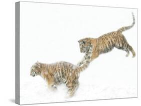 Two Siberian Tigers Leaping in Snow-Edwin Giesbers-Stretched Canvas