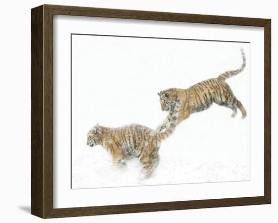 Two Siberian Tigers Leaping in Snow-Edwin Giesbers-Framed Photographic Print