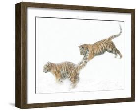 Two Siberian Tigers Leaping in Snow-Edwin Giesbers-Framed Photographic Print