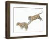Two Siberian Tigers Leaping in Snow-Edwin Giesbers-Framed Photographic Print