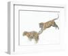 Two Siberian Tigers Leaping in Snow-Edwin Giesbers-Framed Photographic Print