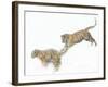 Two Siberian Tigers Leaping in Snow-Edwin Giesbers-Framed Photographic Print