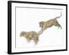 Two Siberian Tigers Leaping in Snow-Edwin Giesbers-Framed Photographic Print