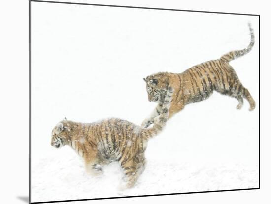 Two Siberian Tigers Leaping in Snow-Edwin Giesbers-Mounted Photographic Print