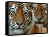 Two Siberian Tigers Portraits-Edwin Giesbers-Framed Stretched Canvas