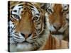 Two Siberian Tigers Portraits-Edwin Giesbers-Stretched Canvas