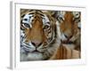 Two Siberian Tigers Portraits-Edwin Giesbers-Framed Photographic Print