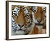 Two Siberian Tigers Portraits-Edwin Giesbers-Framed Photographic Print