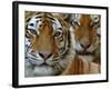 Two Siberian Tigers Portraits-Edwin Giesbers-Framed Photographic Print