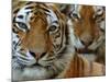 Two Siberian Tigers Portraits-Edwin Giesbers-Mounted Photographic Print