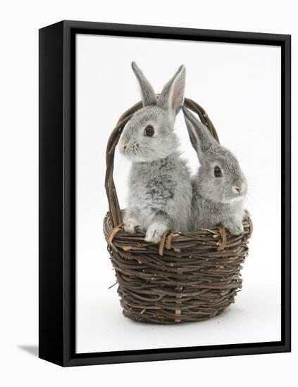 Two Silver Baby Rabbits in a Wicker Basket-Mark Taylor-Framed Stretched Canvas