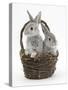 Two Silver Baby Rabbits in a Wicker Basket-Mark Taylor-Stretched Canvas