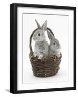 Two Silver Baby Rabbits in a Wicker Basket-Mark Taylor-Framed Photographic Print