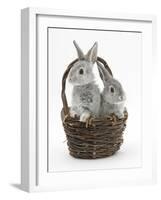 Two Silver Baby Rabbits in a Wicker Basket-Mark Taylor-Framed Photographic Print